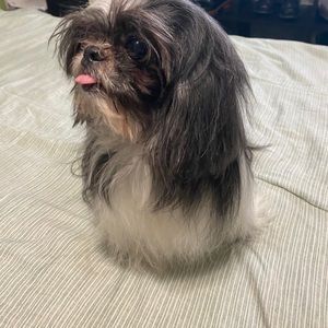 Meet your Posher, Yoli